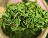 茶樹產量高嗎？一畝產多少斤？